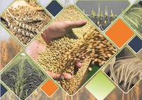 Сельское хозяйство